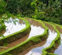 Jatiluwih Rice Field